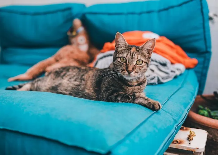 ホステル La Ventana Azul Surf ラスパルマス・デ・グランカナリア